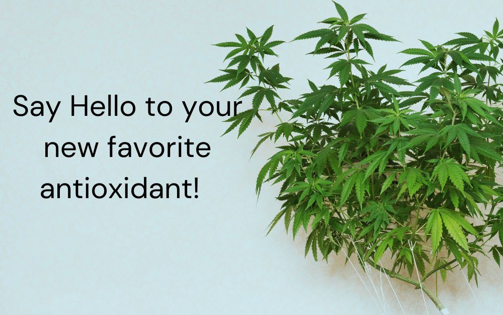 How CBD Acts As An Antioxidant In Skin Care, According To A Dermatologist